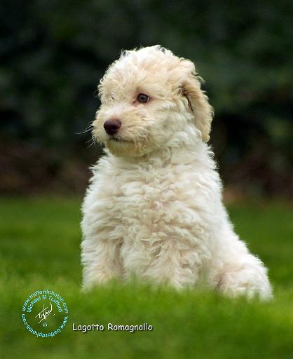 Lagotto Romagnollo 8T21D-10.JPG